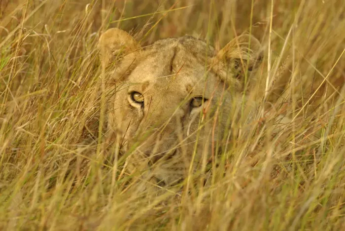 Framed Print : Juvenile lion lying hidden in grass {Panthera leo} Masai Mara, Kenya Framed Print : Juvenile lion lying hidden in grass {Panthera leo} Masai Mara, Kenya
