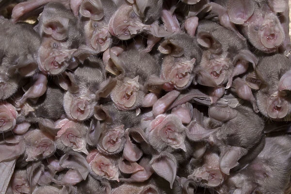 Juvenile Mehelys horseshoe bats (Rhinolophus mehelyi) roosing in cave, Bulgaria
