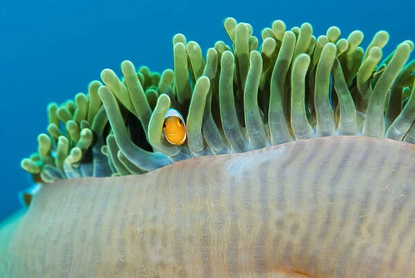 Juvenile Ocellaris  /  Common clownfish (Amphiprion ocellaris) looking out from its home in an anemone, Raja Ampat, West Papua, Indonesia, Pacific Ocean