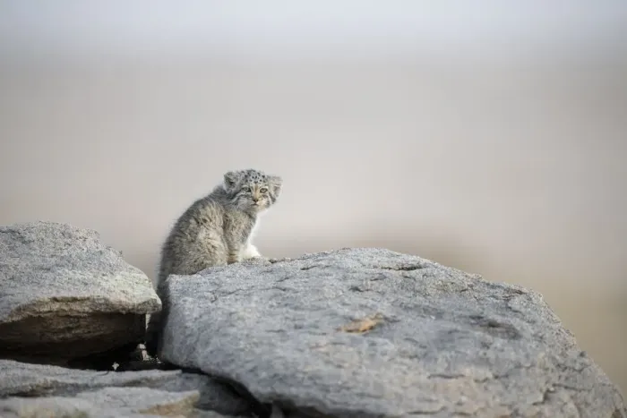 Framed Print : Juvenile Pallas cat (Otocolobus manul) outside den, Mongolia, June Framed Print : Juvenile Pallas cat (Otocolobus manul) outside den, Mongolia, June