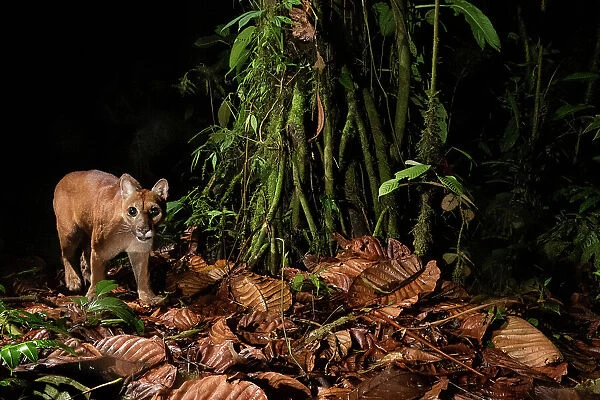 Juvenile Puma (Puma concolor) captured on a camera trap in the Ecuadorian Choco rainforest, one of the most biodiverse and threatened rainforests on Earth. Mashpi Reserve, Pichincha, Ecuador, April