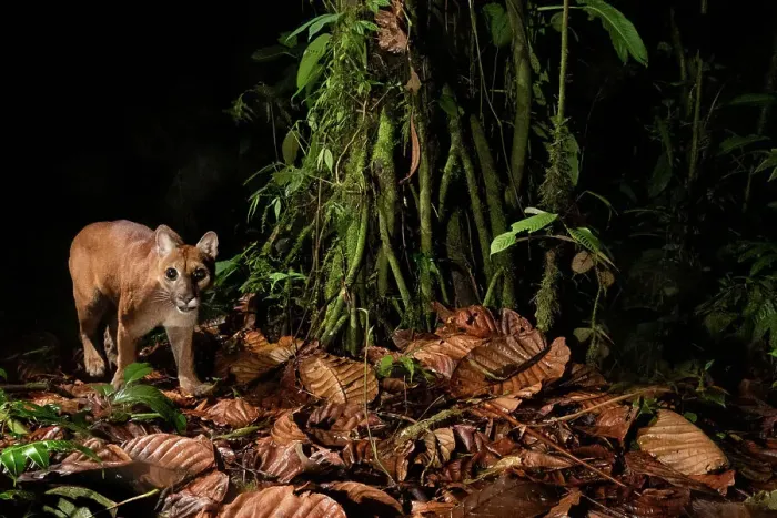 Framed Print : Juvenile Puma (Puma concolor) captured on a camera trap in the Ecuadorian Choco rainforest, one of the most biodiverse and threatened rainforests on Earth. Mashpi Reserve, Pichincha, Ecuador, April