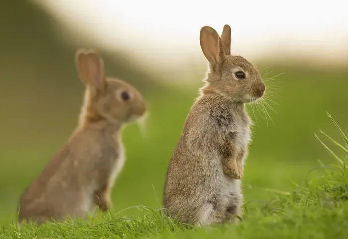 Framed Print : Two juvenile Rabbits (Oryctolagus cuniculus) sitting upright near their warren. Norfolk, UK. June (non-ex) Framed Print : Two juvenile Rabbits (Oryctolagus cuniculus) sitting upright near their warren. Norfolk, UK. June (non-ex)