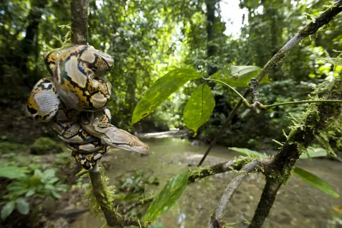 Framed Print : Juvenile Reticulated python (Python reticulatus) resting coiled round sapling by a stream