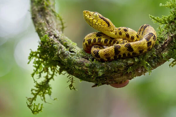 Juvenile Spotted lancehead (Bothrops punctatus) curled up on branch, Rio Silanche