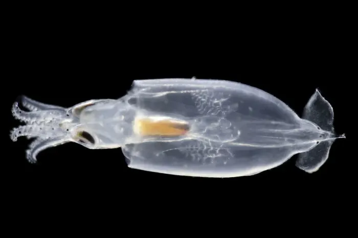 Framed Print : Juvenile Squid (Onychoteuthis sp. ) deep sea species from Atlantic Ocean off Cape Verde Framed Print : Juvenile Squid (Onychoteuthis sp. ) deep sea species from Atlantic Ocean off Cape Verde