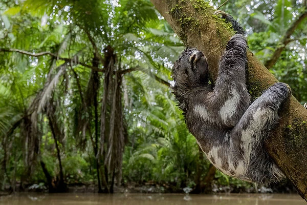 Juvenile of Three-Toed Sloth (Bradypus variegatus) hanging on a tree. Yasuni National Park