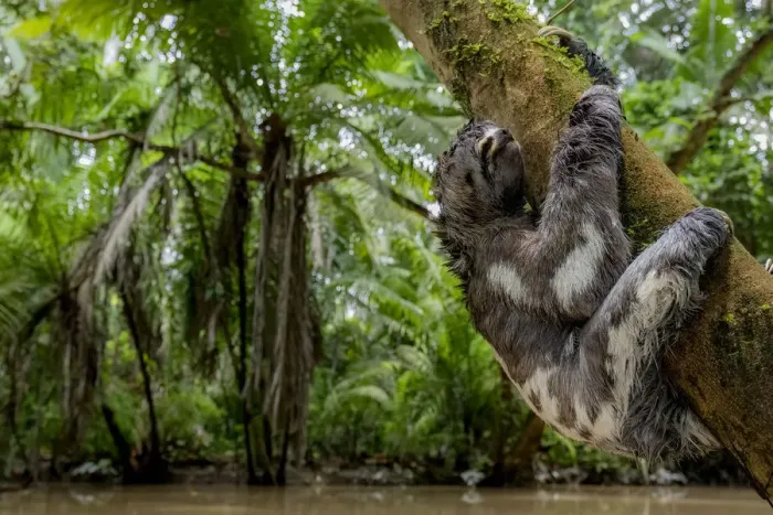 Framed Print : Juvenile of Three-Toed Sloth (Bradypus variegatus) hanging on a tree. Yasuni National Park Framed Print : Juvenile of Three-Toed Sloth (Bradypus variegatus) hanging on a tree. Yasuni National Park