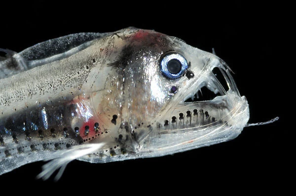 Juvenile Viperfish {Chauliodus sloani}, Atlantic ocean