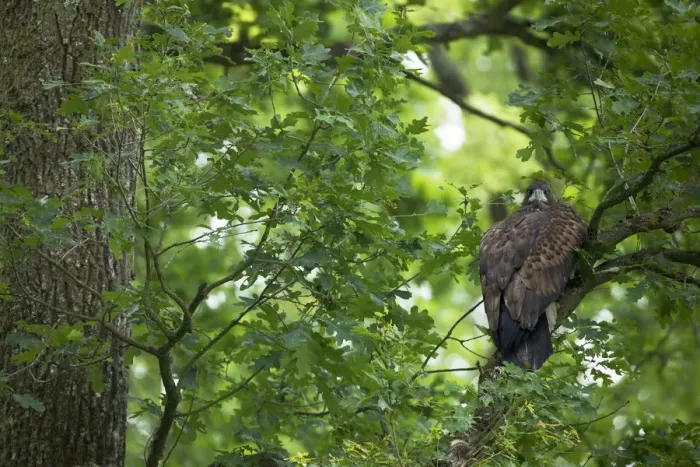 Framed Print : Juvenile White tailed eagle (Haliaeetus albicilla) in an Slovenian / Common oak Framed Print : Juvenile White tailed eagle (Haliaeetus albicilla) in an Slovenian / Common oak