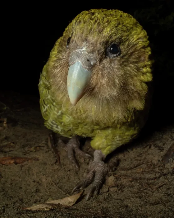 Framed Print : Kakapo (Strigops habroptilus) female aged 5 years, portrait. This individual was raised in captivity but is now free to roam the island, Whenua Hou / Codfish Island, New Zealand Framed Print : Kakapo (Strigops habroptilus) female aged 5 years, portrait. This individual was raised in captivity but is now free to roam the island, Whenua Hou / Codfish Island, New Zealand