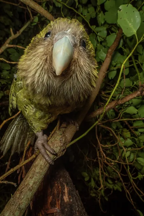 Framed Print : Kakapo (Strigops habroptilus) female aged 5 years, perched on branch Framed Print : Kakapo (Strigops habroptilus) female aged 5 years, perched on branch