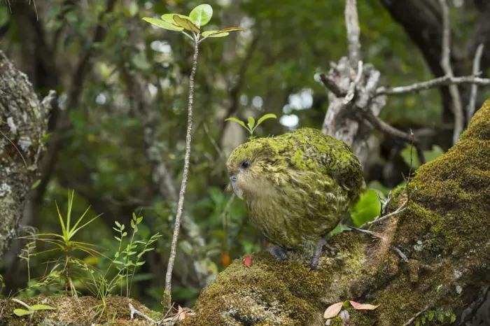 Framed Print : Kakapo (Strigops habroptilus) male, Codfish Island / Whenua Hou, Southland, New Zealand, February Framed Print : Kakapo (Strigops habroptilus) male, Codfish Island / Whenua Hou, Southland, New Zealand, February