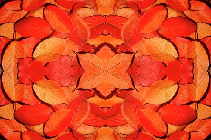Framed Print : Kaleidoscopic image of autumn leaves. UK Framed Print : Kaleidoscopic image of autumn leaves. UK