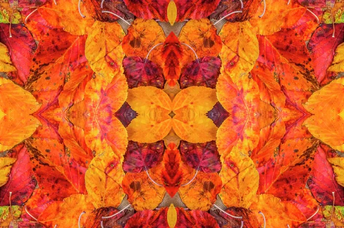 Framed Print : Kaleidoscopic image of autumn leaves. UK Framed Print : Kaleidoscopic image of autumn leaves. UK