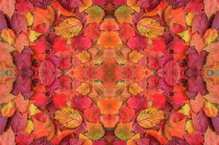 Framed Print : Kaleidoscopic image of autumn leaves. UK