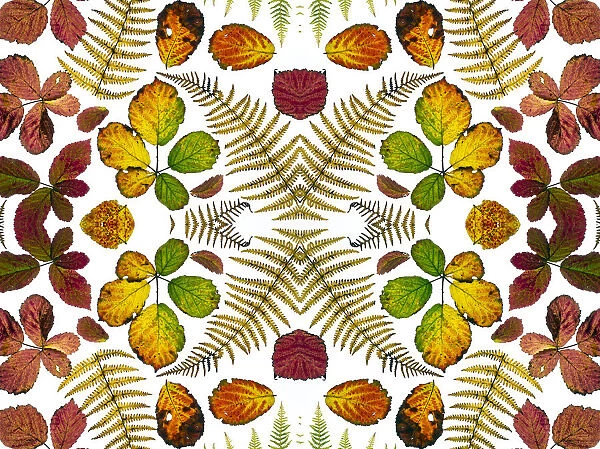 Kaleidoscopic image of Bramble leaves (Rubus fruticosus