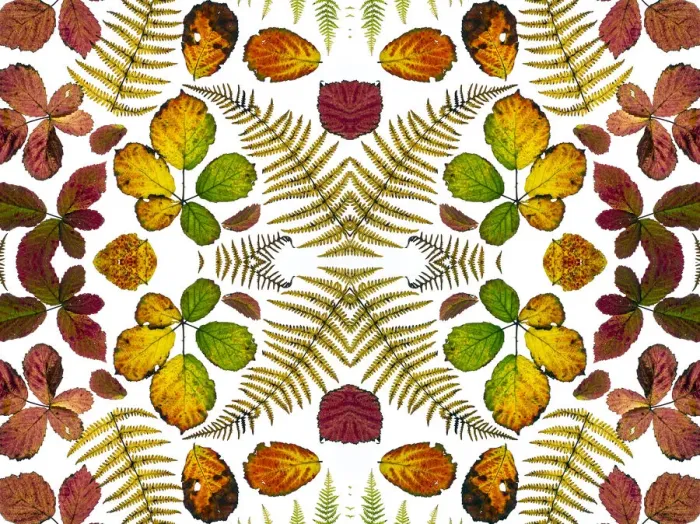 Framed Print : Kaleidoscopic image of Bramble leaves (Rubus fruticosus Framed Print : Kaleidoscopic image of Bramble leaves (Rubus fruticosus