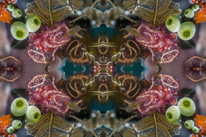 Framed Print : Kaleidoscopic image of brittlestars. Indonesia Framed Print : Kaleidoscopic image of brittlestars. Indonesia