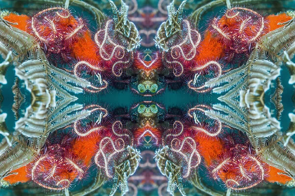 Kaleidoscopic image of Brittlestars. Indonesia