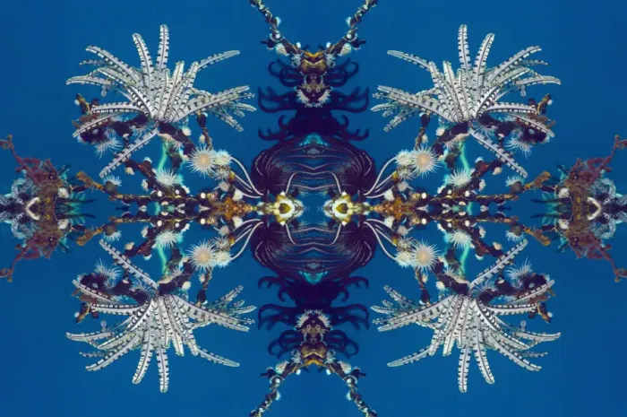 Framed Print : Kaleidoscopic image of Feather stars (Crinoidea) and Gorgonian wrapper anemone Framed Print : Kaleidoscopic image of Feather stars (Crinoidea) and Gorgonian wrapper anemone