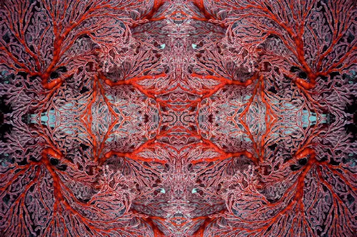 Framed Print : Kaleidoscopic image of gorgonian coral. Misool, Raja Ampat, West Papua, Indonesia Framed Print : Kaleidoscopic image of gorgonian coral. Misool, Raja Ampat, West Papua, Indonesia