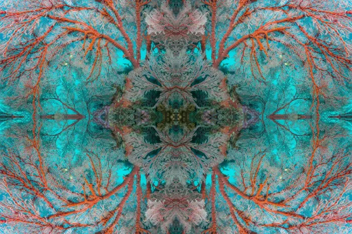 Framed Print : Kaleidoscopic image of Gorgonian sea fan (Melithaea sp. ) Similan Islands, Andaman Sea, Thailand Framed Print : Kaleidoscopic image of Gorgonian sea fan (Melithaea sp. ) Similan Islands, Andaman Sea, Thailand