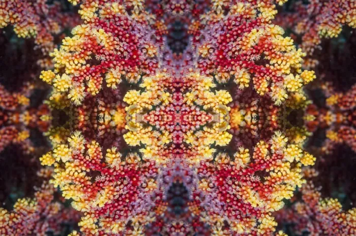 Framed Print : Kaleidoscopic image of soft coral. West Papua, Indonesia Framed Print : Kaleidoscopic image of soft coral. West Papua, Indonesia