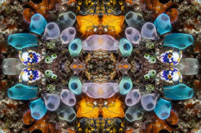 Framed Print : Kaleidoscopic image of Tunicates including Golden seasquirt (Polycarpa aurata) Lembeh Strait Framed Print : Kaleidoscopic image of Tunicates including Golden seasquirt (Polycarpa aurata) Lembeh Strait