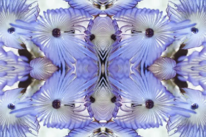 Framed Print : Kaleidoscopic image of Variegated feather duster (Bispira variegata), Sabellidae Framed Print : Kaleidoscopic image of Variegated feather duster (Bispira variegata), Sabellidae