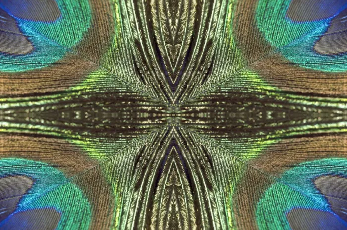 Framed Print : Kaleidoscopic montage of a peacock feather Framed Print : Kaleidoscopic montage of a peacock feather