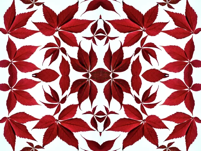 Framed Print : Kaleidoscopic pattern of Virginia creeper (Parthenocissus quinquefolia) in autumn on a white background Framed Print : Kaleidoscopic pattern of Virginia creeper (Parthenocissus quinquefolia) in autumn on a white background