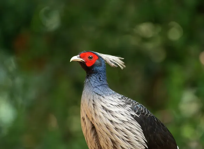Framed Print : Kalij pheasant (Lophura leucomelanos) male, head portrait, Sattal, Uttarakhand, India Framed Print : Kalij pheasant (Lophura leucomelanos) male, head portrait, Sattal, Uttarakhand, India