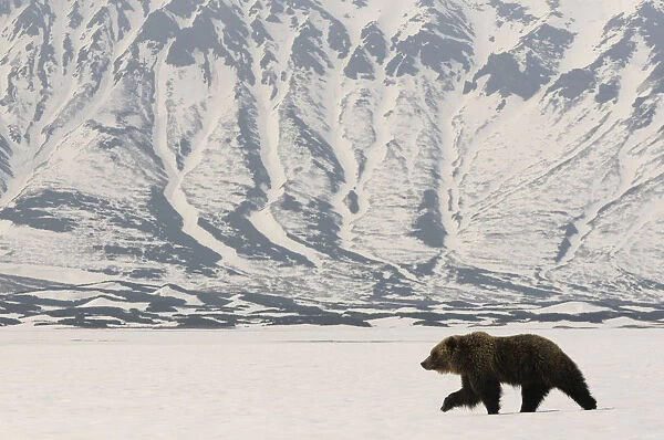 Kamchatka Brown Bear (Ursus arctos beringianus) recently risen from hibernation in