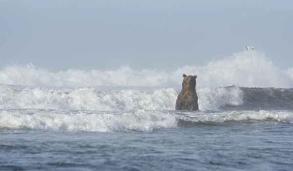 A Kamchatka Brown Bear (Ursus arctos beringianus) standing in breaking waves