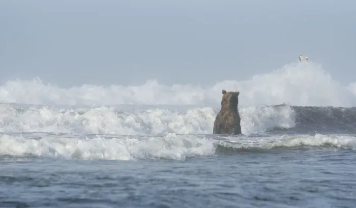 Framed Print : A Kamchatka Brown Bear (Ursus arctos beringianus) standing in breaking waves Framed Print : A Kamchatka Brown Bear (Ursus arctos beringianus) standing in breaking waves