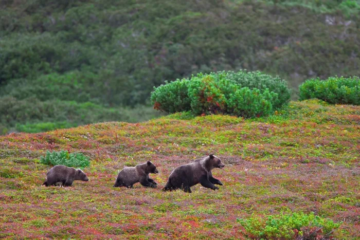 Framed Print : Kamchatka brown bear (Ursus arctos) mother and yearling cubs on autumn tundra, Lorran Peninsula, Kronotsky Nature Reserve, Kamchatka Peninsula, Russia Framed Print : Kamchatka brown bear (Ursus arctos) mother and yearling cubs on autumn tundra, Lorran Peninsula, Kronotsky Nature Reserve, Kamchatka Peninsula, Russia
