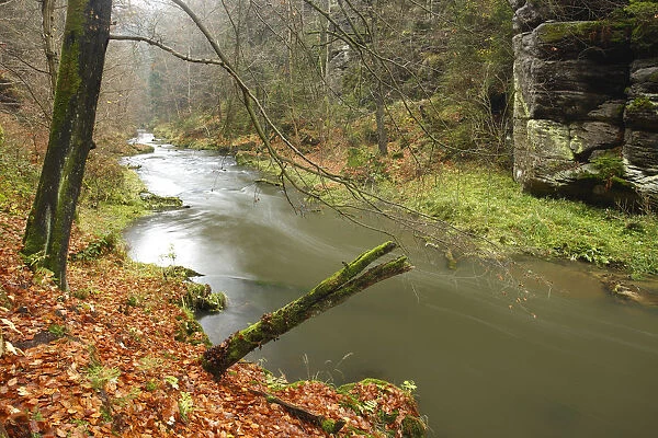 Kamenice River flowing past large rocks in wood, Hrensko, Ceske Svycarsko  /  Bohemian