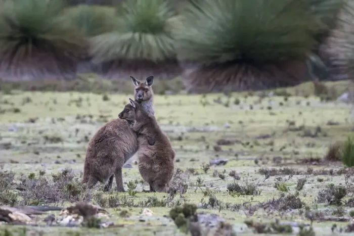 Framed Print : Two Kangaroo Island kangaroo joeys (Macropus fuliginosus fuliginosus) Framed Print : Two Kangaroo Island kangaroo joeys (Macropus fuliginosus fuliginosus)