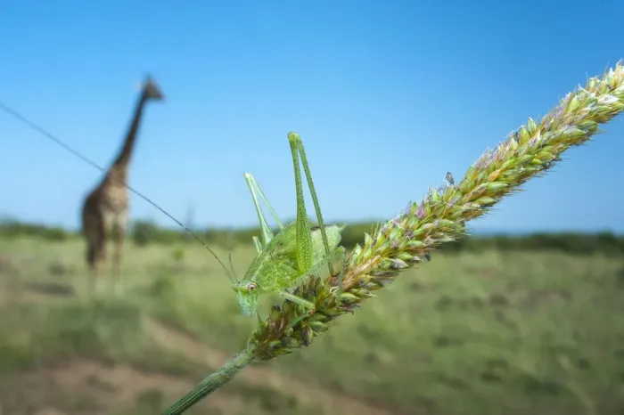 Framed Print : Katydid (Tettigoniidae) with Giraffe (Giraffa camelopardalis) in the background Framed Print : Katydid (Tettigoniidae) with Giraffe (Giraffa camelopardalis) in the background