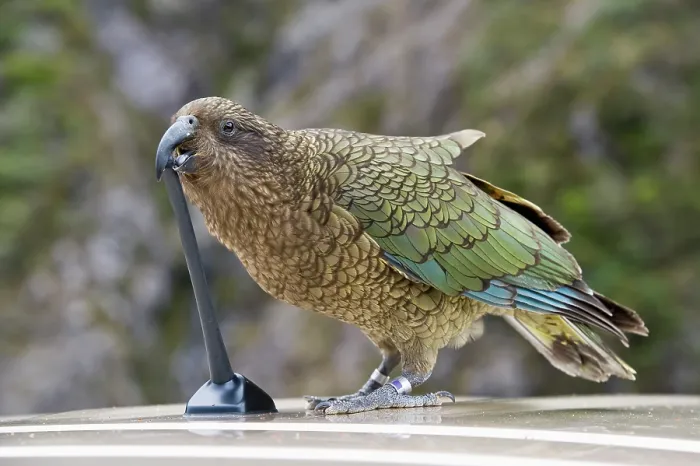 Framed Print : Kea (Nestor notabilis) biting a car aerial, Arthur's Pass, Southern Alps, South Island, New Zealand. Endangered