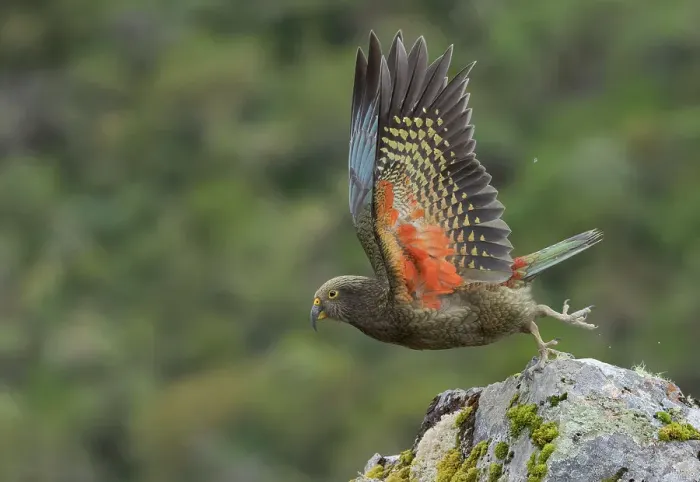 Framed Print : Kea (Nestor notabilis) juvenile, taking flight off rock, Arthur's Pass National Park, South Island, New Zealand Framed Print : Kea (Nestor notabilis) juvenile, taking flight off rock, Arthur's Pass National Park, South Island, New Zealand