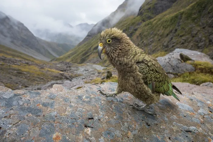 Framed Print : Kea (Nestor notabilis) juvenile, walking on a rock, Arthur's Pass National Park, South Island, New Zealand. Endangered Framed Print : Kea (Nestor notabilis) juvenile, walking on a rock, Arthur's Pass National Park, South Island, New Zealand. Endangered