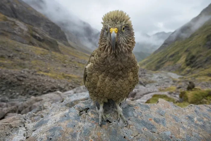 Framed Print : Kea (Nestor notabilis) juvenile, perched on rock, Arthur's Pass National Park, South Island, New Zealand. Endangered Framed Print : Kea (Nestor notabilis) juvenile, perched on rock, Arthur's Pass National Park, South Island, New Zealand. Endangered