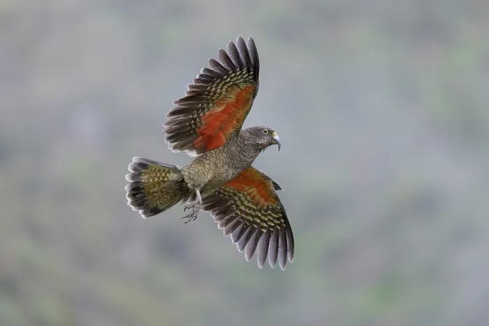 Framed Print : Kea (Nestor notabilis) juvenile, in flight, Arthur's Pass National Park, South Island, New Zealand. May. Endangered Framed Print : Kea (Nestor notabilis) juvenile, in flight, Arthur's Pass National Park, South Island, New Zealand. May. Endangered