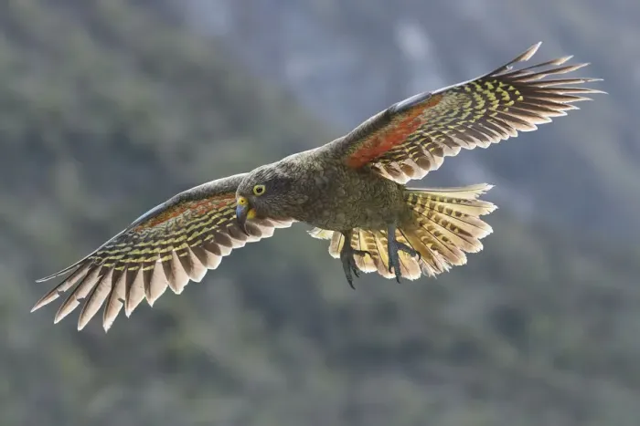 Framed Print : Kea (Nestor notabilis) juvenile in flight. Arthurs Pass National Park, South Island Framed Print : Kea (Nestor notabilis) juvenile in flight. Arthurs Pass National Park, South Island
