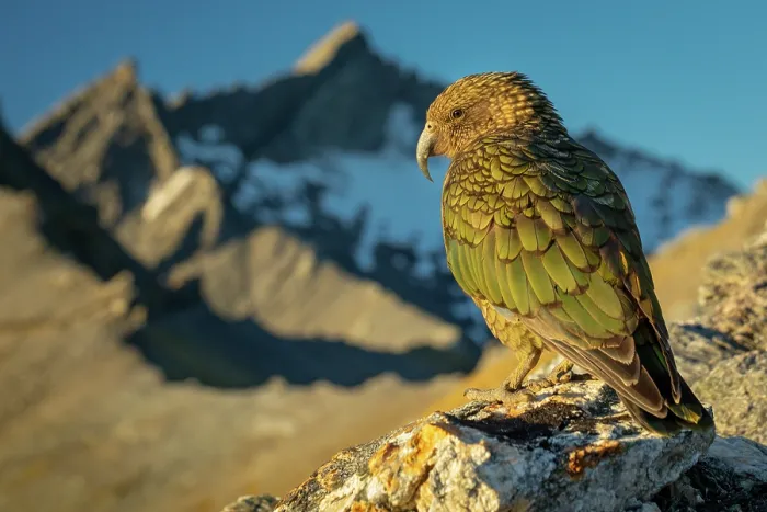 Framed Print : Kea (Nestor notabilis) male, perched on mountainside with a small glacier in the background on Fog Peak, Southern Alps, South Island, New Zealand. Endangered Framed Print : Kea (Nestor notabilis) male, perched on mountainside with a small glacier in the background on Fog Peak, Southern Alps, South Island, New Zealand. Endangered