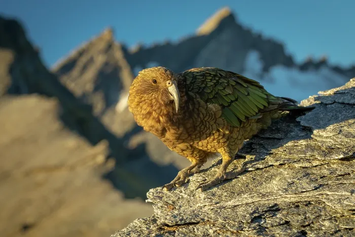 Framed Print : Kea (Nestor notabilis) male, perched on mountainside with a small glacier in the background on Fog Peak, Southern Alps, South Island, New Zealand. Endangered Framed Print : Kea (Nestor notabilis) male, perched on mountainside with a small glacier in the background on Fog Peak, Southern Alps, South Island, New Zealand. Endangered