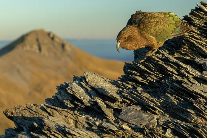 Framed Print : Kea (Nestor notabilis) male, perched on rocky mountainside Southern Alps, South Island, New Zealand. Endangered Framed Print : Kea (Nestor notabilis) male, perched on rocky mountainside Southern Alps, South Island, New Zealand. Endangered