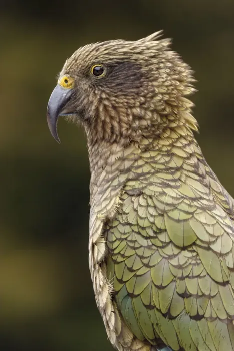 Framed Print : Kea (Nestor notabilis) portrait. The yellow at the top of the beak indicates that Framed Print : Kea (Nestor notabilis) portrait. The yellow at the top of the beak indicates that